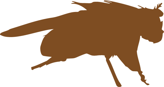 Fly