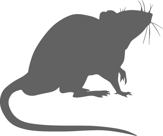 Rat